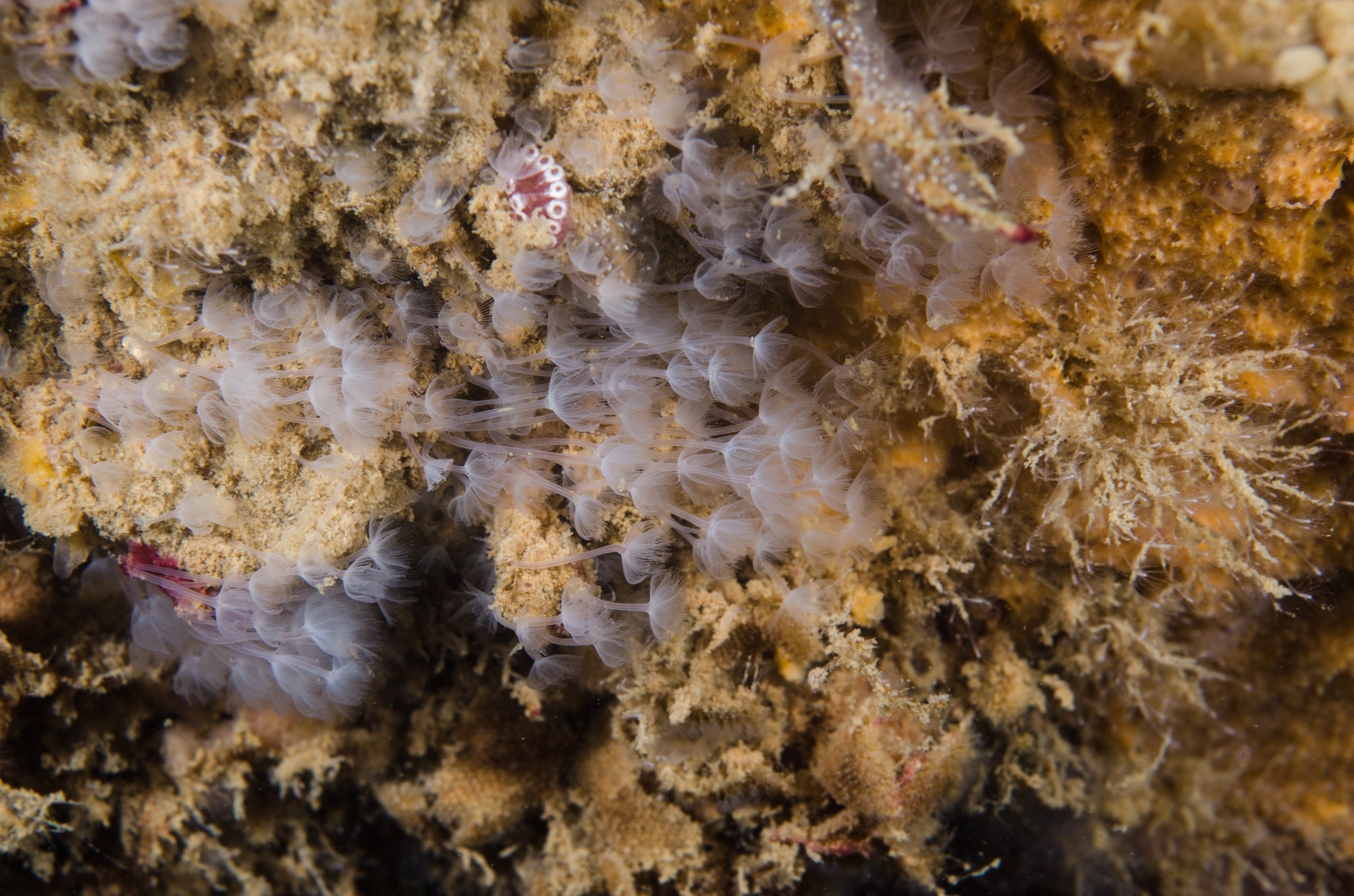 DSC_5937 – crispin, nz, new, zealand, new zealand, Phoronid, worm, Phoronis, ijimai, introduced, pest, marsden, cove, marina, white, worm